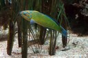 Thalassoma pavo