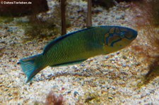 Meerpfau (Thalassoma pavo) im Aquazoo Löbbecke Museum Düsseldorf