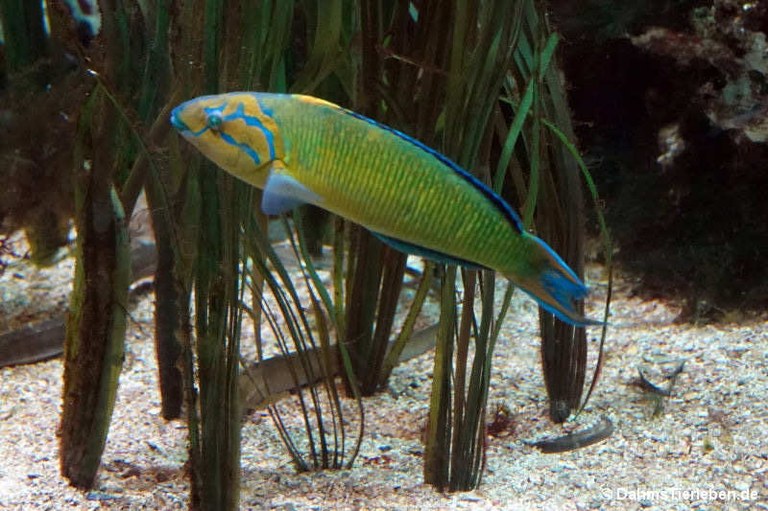 Thalassoma pavo