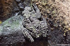 Vietnamesischer Moosfrosch (Theloderma corticale) im Aquazoo Löbbecke Museum Düsseldorf