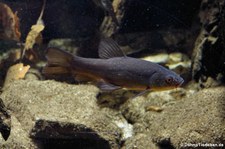 Schleie (Tinca tinca) im Aquazoo Löbbecke Museum Düsseldorf