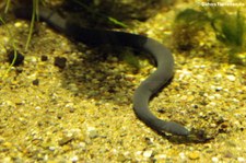 Breitkopf-Schwimmwühle (Typhlonectes natans) im Aquazoo Löbbecke Museum Düsseldorf