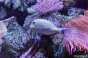 Acanthurus lineatus