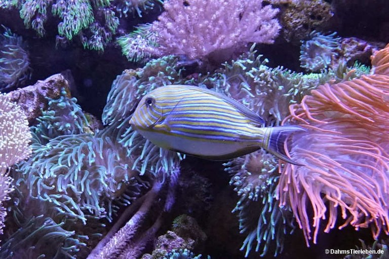 Acanthurus lineatus
