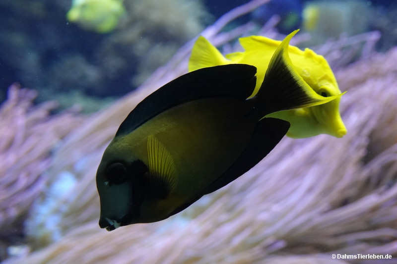 Acanthurus pyroferus