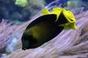 Acanthurus pyroferus