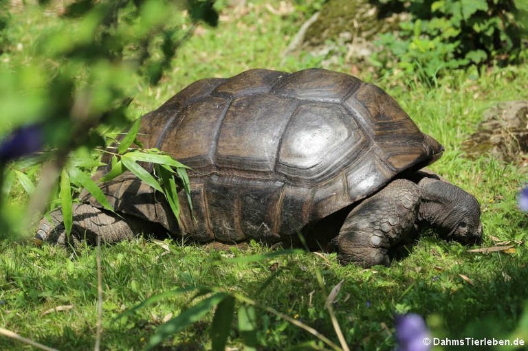 Aldabrachelys gigantea gigantea