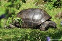 Aldabrachelys gigantea gigantea