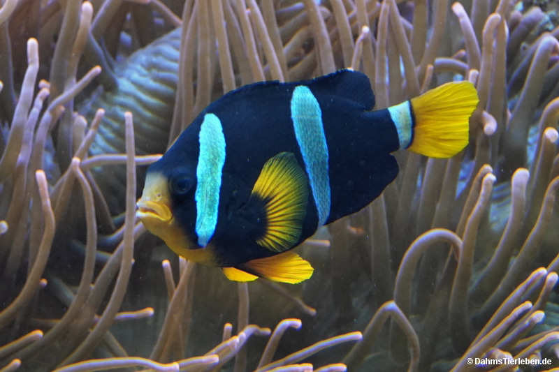 Amphiprion clarkii