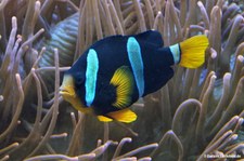 Clarks Anemonenfisch (Amphiprion clarkii)
im Zoo Duisburg Clarks Anemonenfisch (Amphiprion clarkii) im Zoo Duisburg