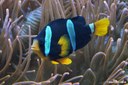 Amphiprion clarkii