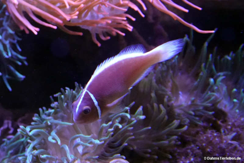 Amphiprion perideraion