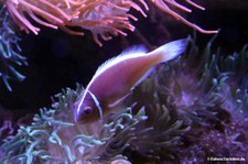 Halsband-Anemonenfisch (Amphiprion perideraion)
im Zoo Duisburg Halsband-Anemonenfisch (Amphiprion perideraion) im Zoo Duisburg