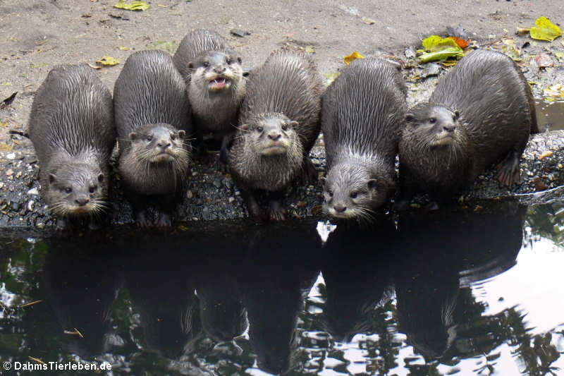 Zwergottern oder Kurzkrallenottern (Aonyx cinerea)