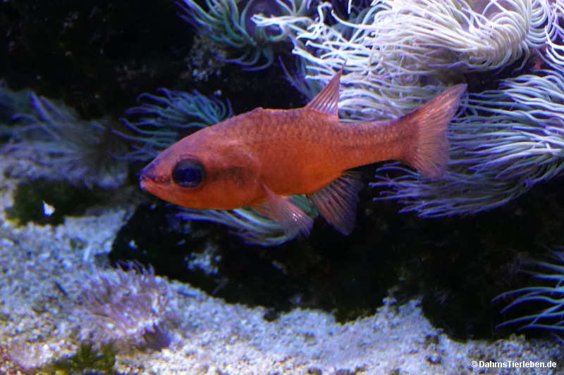 Apogon imberbis