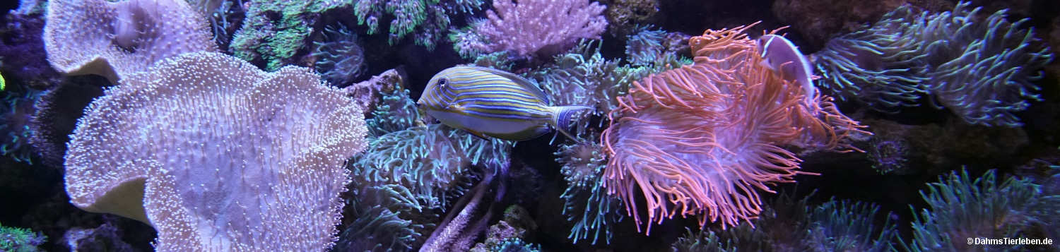 Choerodon fasciatus