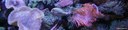 Acanthurus lineatus