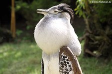 Koritrappe (Ardeotis kori) im Zoo Duisburg