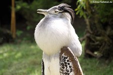 Riesentrappe (Ardeotis kori) im Zoo Duisburg