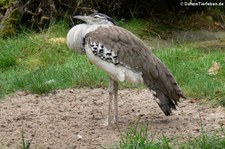 Koritrappe (Ardeotis kori) im Zoo Duisburg