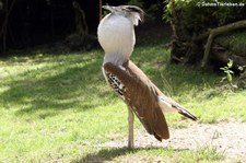 Riesentrappe (Ardeotis kori) im Zoo Duisburg