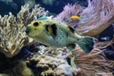 Arothron nigropunctatus