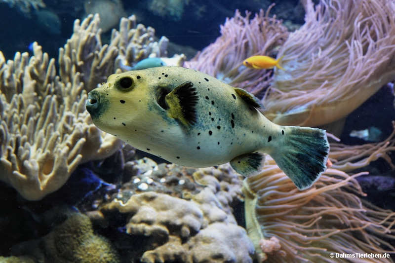 Arothron nigropunctatus