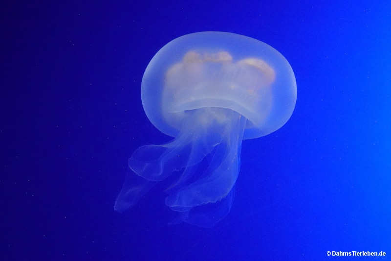 Aurelia aurita