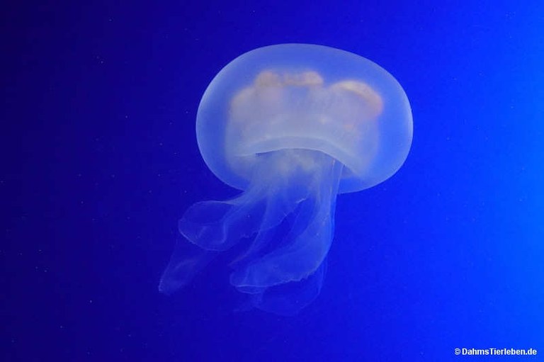 Aurelia aurita
