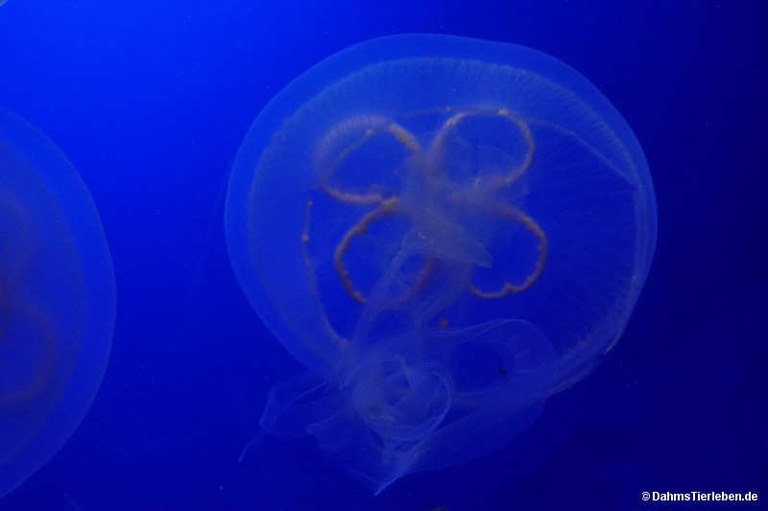 Aurelia aurita