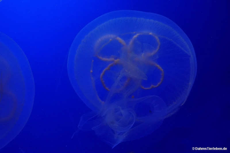 Aurelia aurita