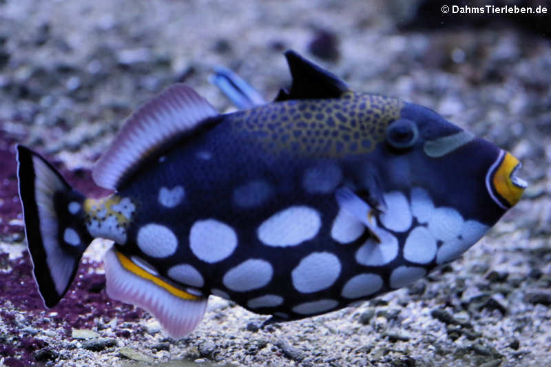 Leopard-Drückerfisch (Balistoides conspicillum)