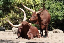 Watussirinder im Zoo Duisburg