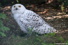 Schnee-Eule (Bubo scandiacus) im Zoo Duisburg