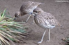 Kaptriel (Burhinus capensis) im Zoo Duisburg