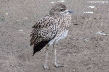 Kaptriel (Burhinus capensis) im Zoo Duisburg