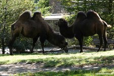 Trampeltiere (Camelus ferus f. bactrianus) im Zoo Duisburg