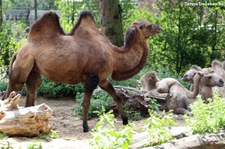 Trampeltier (Camelus ferus f. bactrianus) im Zoo Duisburg