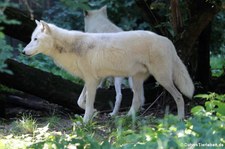 Arktische Wölfe (Canis lupus hudsonicus) im Zoo Duisburg