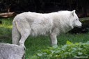 Canis lupus hudsonicus