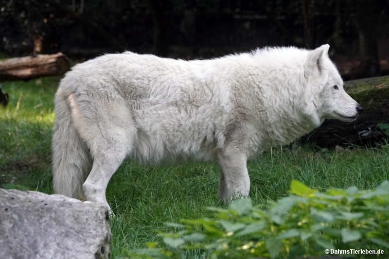 Canis lupus hudsonicus
