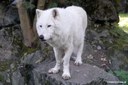 Canis lupus hudsonicus