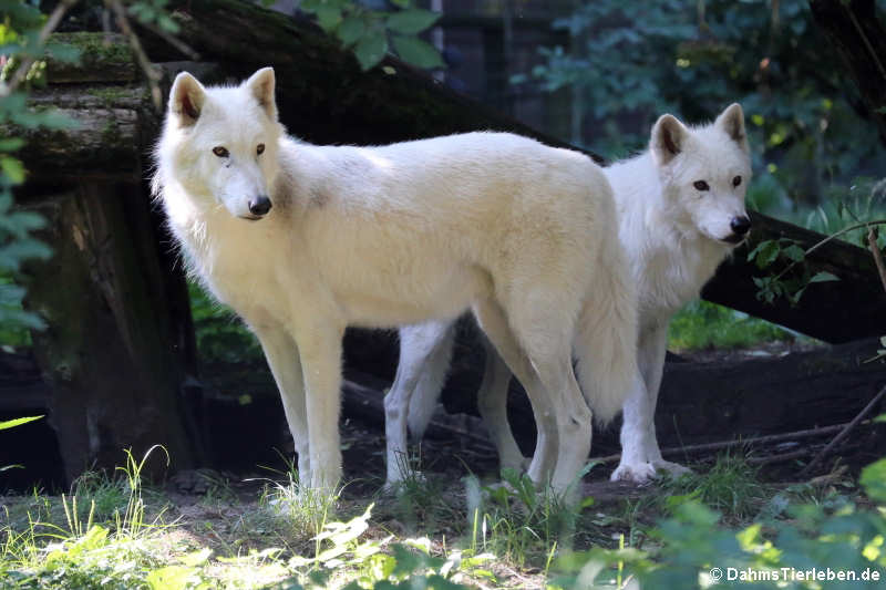 Arktische Wölfe (Canis lupus hudsonicus)