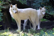 Arktische Wölfe (Canis lupus hudsonicus) im Zoo Duisburg