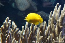 Zitronen-Zwergkaiserfisch (Centropyge flavissima) 
im Zoo Duisburg Centropyge flavissima-1
