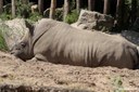 Ceratotherium simum simum