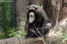 Brazzameerkatze (Cercopithecus neglectus) im Zoo Duisburg