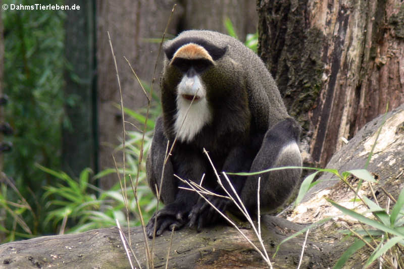 Cercopithecus neglectus