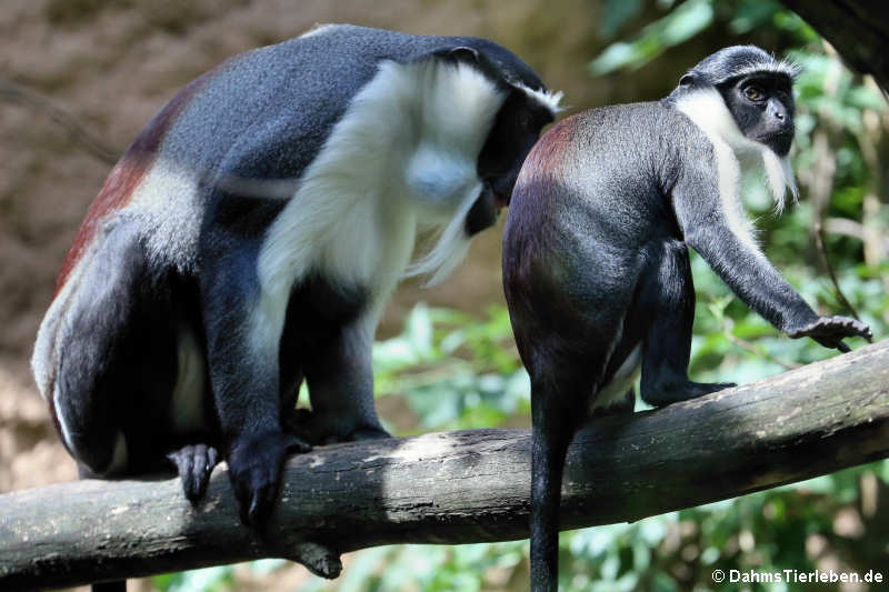 Roloway-Meerkatzen (Cercopithecus roloway)