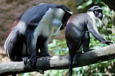 Roloway-Meerkatzen (Cercopithecus roloway) im Zoo Duisburg